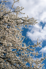 Beautiful cherry or apricot tree with white leaves on a bright sunny day in spring. Blue sky, outdoors, nature.