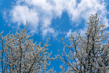 Beautiful cherry or apricot tree with white leaves on a bright sunny day in spring. Blue sky, outdoors, nature.