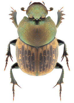 Onthophagus coenobita beetle specimen