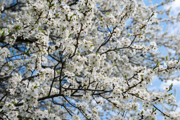Beautiful cherry or apricot tree with white leaves on a bright sunny day in spring. Blue sky, outdoors, nature.