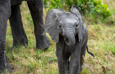 Little baby elephant standing on grass in the field