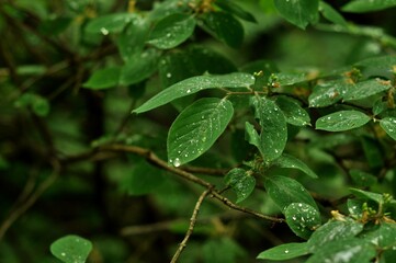 Nature is the material world of the universe, in fact — the main object of the study of natural sciences. In everyday life, the word "nature" is often used in the meaning of natural habitat.