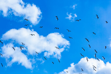 青空に飛ぶカモメ