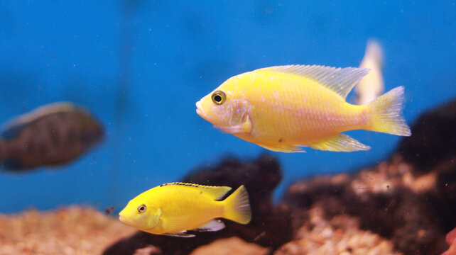 Fresh water aquarium yellow fish
