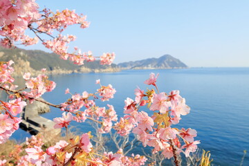 海沿いの河津桜