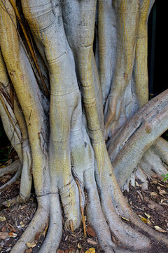 Tree Trunks At La Brea Tar Pits