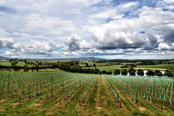 Aerial view of the vineyards on a cloudy sly background
