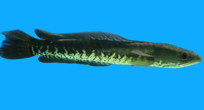 Snake head Murrel Fish