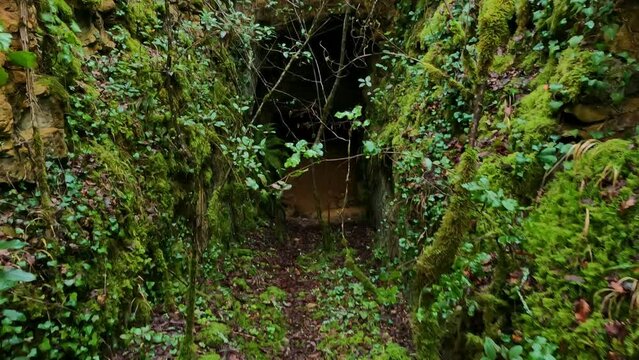 Trou perdu dans la jungle avec une v&eacute;g&eacute;tation abondante. For&ecirc;t verte myst&eacute;rieuse et cach&eacute;e.