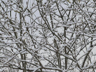 snow covered branches