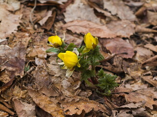 yellow flower  on the ground
