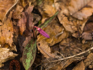 flower  on the ground