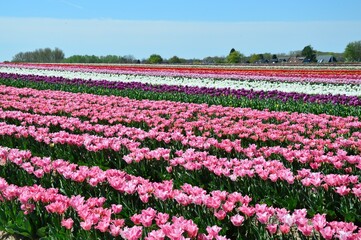 Tulpenfeld am Niederrhein