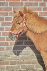 Portrait of a beautiful Noma horse standing by a red brick wall in bright sunlight