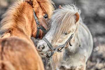Closeup shot of brown and white miniature Shetland ponies sniffing each other in the farm