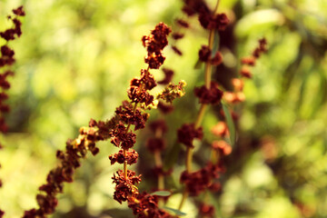 harmony of plants in nature