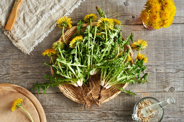 Whole dandelion plants with root, top view