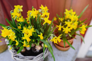 yellow flowers daffodils in baskets and flowerpots red near country house