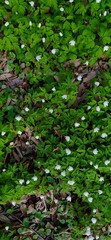 spring flowers