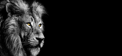 Grayscale of a lion with a black background