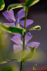 Vertical closeup of Catharanthus roseus, commonly known as bright eyes, Cape periwinkle.