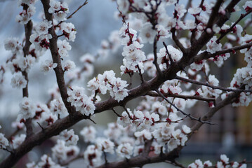 young apricot branches, flowering apricot branch