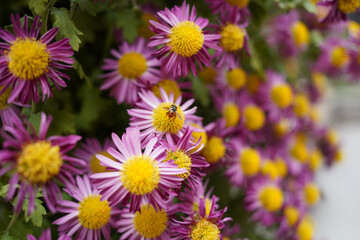 Macro of a bumblebee sucking pollen and nectar from an Ampelaster carolinianus flower