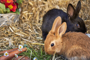 Closeup of two domesticated rabbits on the straw. Oryctolagus cuniculus domesticus.