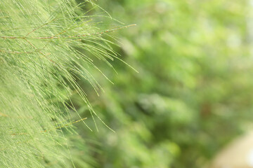 Green color horsetail tree leaf background