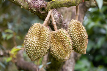 Monthong Durian fruit on tree