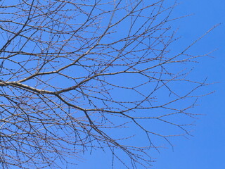 branches against blue sky