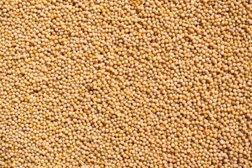 Raw whole dried yellow mustard seeds