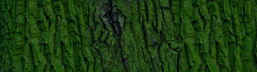 tree bark with green moss and lichen