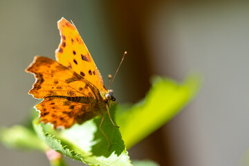 A comma, Polygonia c-album, orange butterfly