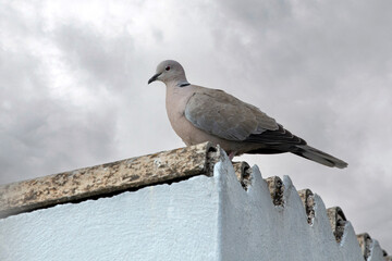 dove (Streptopelia decaocto) on a fence. cloudy sky The Eurasian collared dove  is a dove species native to Europe and Asia