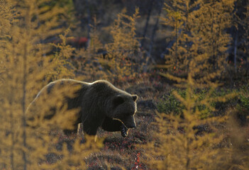 Grizzly Bear walking through taiga forrest with fall colors