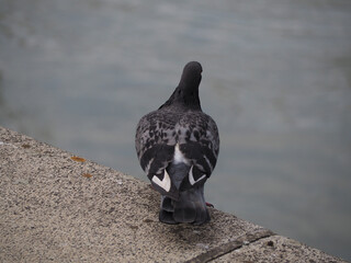 pigeon from back standing on sto