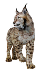 Obraz premium 3D Rendering Lynx on White