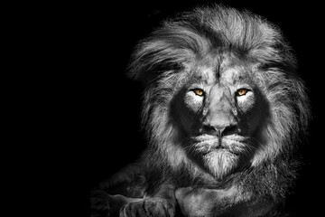 Closeup illustration of a lion laying down with yellow eyes with a dark background in greyscale - obrazy, fototapety, plakaty