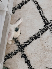 Lapin nain sur un tapis