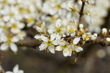 a closeup on the brilliant white blossoming blackthorn, Prunus spinosa, flowers in the field - mibu