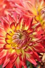 Close up of beautiful orange and yellow dahlia in full bloom