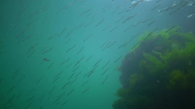 Mediterranean sand eel (Gymnammodytes cicerelus), large flock of small fish above the seabed in the Black Sea, Ukraine