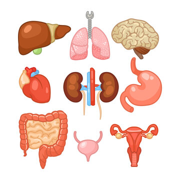 Different organs of female body vector illustrations set. Internal human organs, digestive system, heart, lungs, kidneys, brain, liver, intestine on white background. Education, anatomy concept