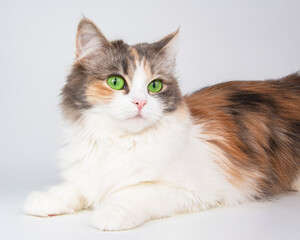 Bright fluffy cat portrait isolated on the white background
