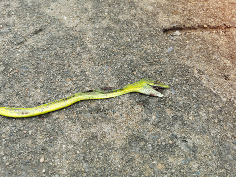 Photo of a dead green snake on the asphalt surface.