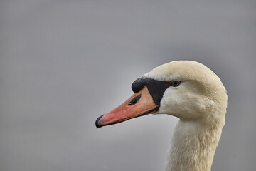 Portrait of a beautiful white swan © Wirestock Creators