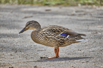 Closeup shot of a duck walking on a sidewalk