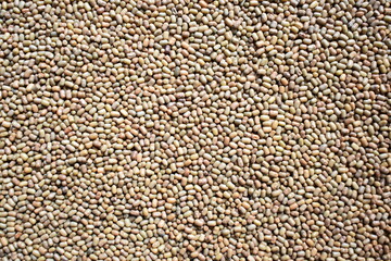 Raw whole dried Moth beans