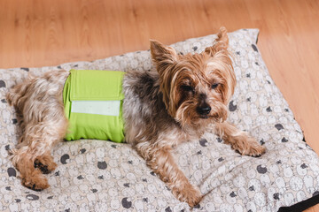 Senior Yorkshire terrier lying on his bed and wearing a diaper for urinary incontinence.